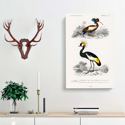 Bird Illustrations PL. 9 by Charles D' Orbigny - Wrapped Canvas