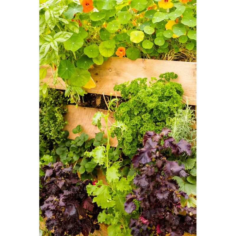 Garden - Wrapped Canvas Print, 91cm H x 61cm W