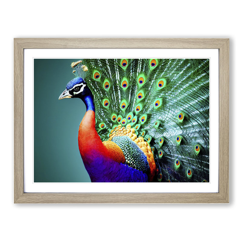Blossoming Peacock - Single Picture Frame Print, 46cm H x 64cm W x 2cm D, Oak Framed