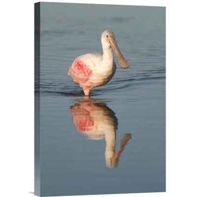 " Roseate Spoonbill Wading "