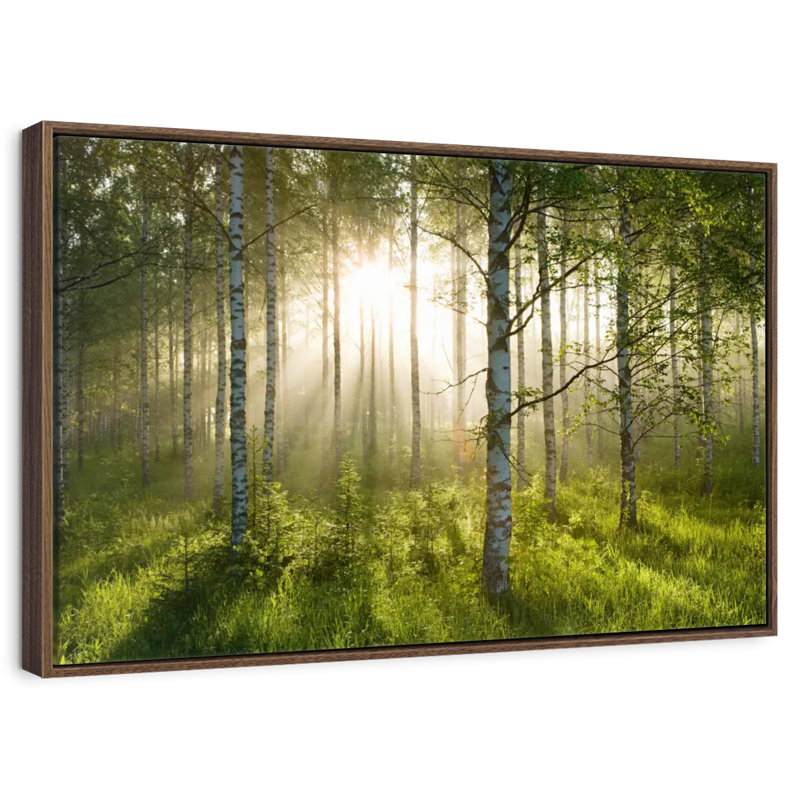 Birch Forest Sunlight, 13 po x 9 po, Cadre flottant noyer
