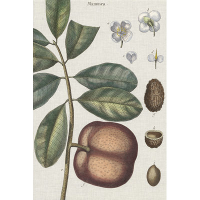 Exotic Botanique IV - Graphic Art