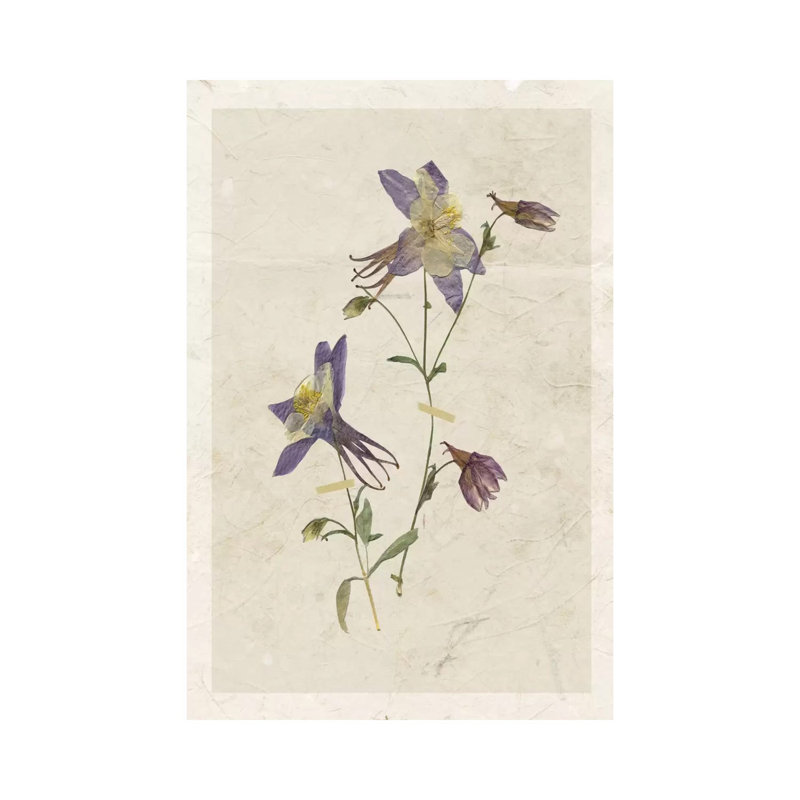 Pressed Columbine II by Carol Robinson - Wrapped Canvas Painting, 20.32 cm H x 30.48 cm W