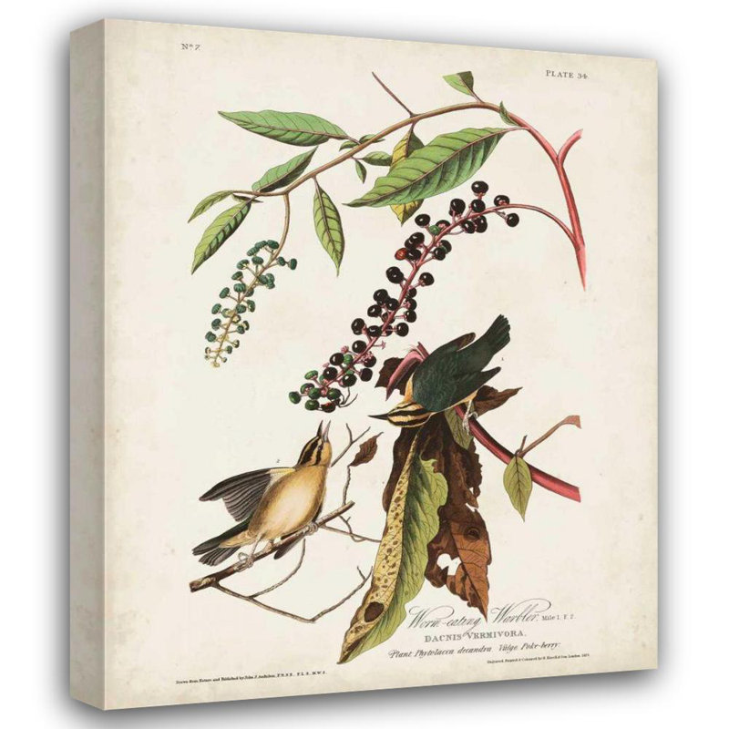 Alcott Hill® Audubon, John James Gallery, art sur toile tendue: Pl 34 Worm, manger, H 34 po x l 28 po