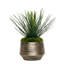 16 po 1 plante