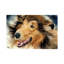 In the Rough - Collie 1 Piece Wrapped Canvas Painting-1746277458