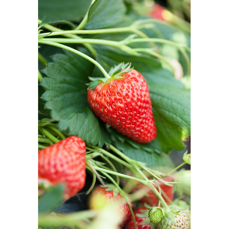 Strawberry Field - Photographie sur toile tendue, H 18 po x l 12 po