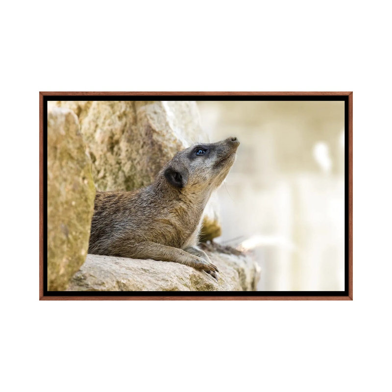 Cute Meerkat In Sunlight - Wall Art Print - Wrapped Canvas, 40" x 26", Framed Canvas, Brown