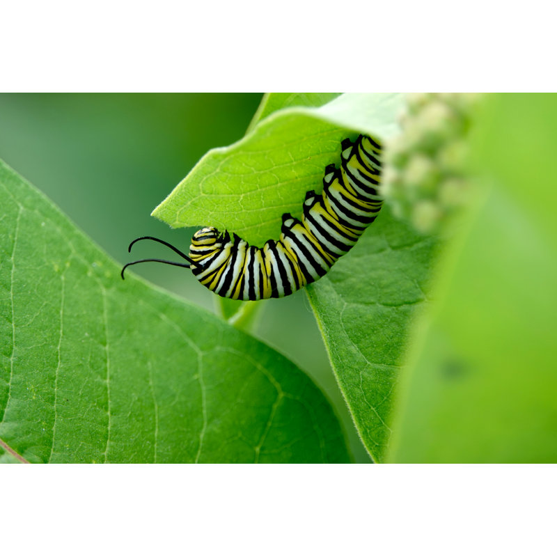 Guiterrez Monarch Caterpillar by ErikAgar - Wrapped Canvas Print, 30cm H x 46cm W x 3.8cm D