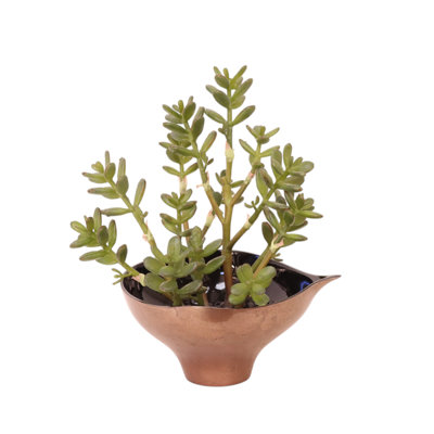 Plantes succulentes en bronze