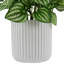 6,5 plantes