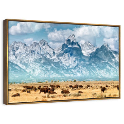 Bison Herd In Grand Teton