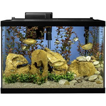 41 to 60 Gallon Aquariums - Wayfair Canada