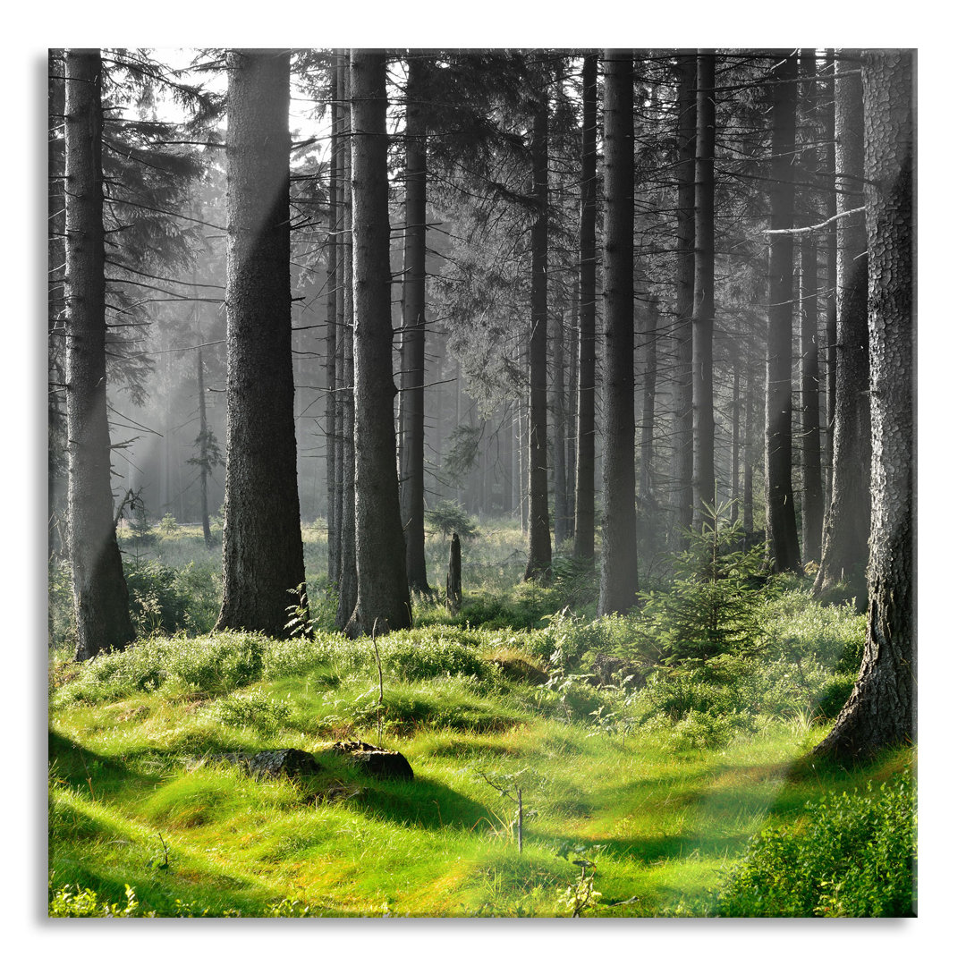 Glasbild Sonniger Tag im Wald