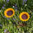 Genivee Metal Pole Decorative Bird Feeder