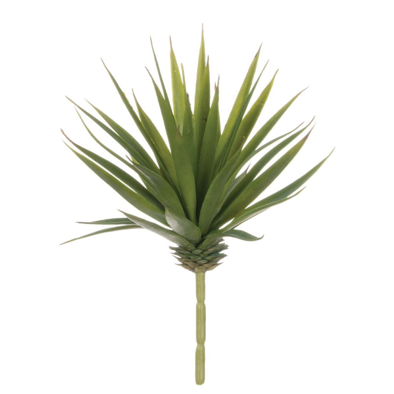 Tige marginata