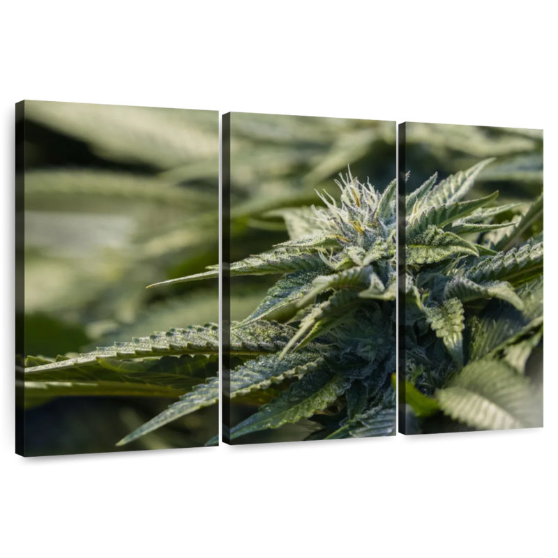 Plante de marihuana cristallisée Harnek, H 42 po x l 65 po