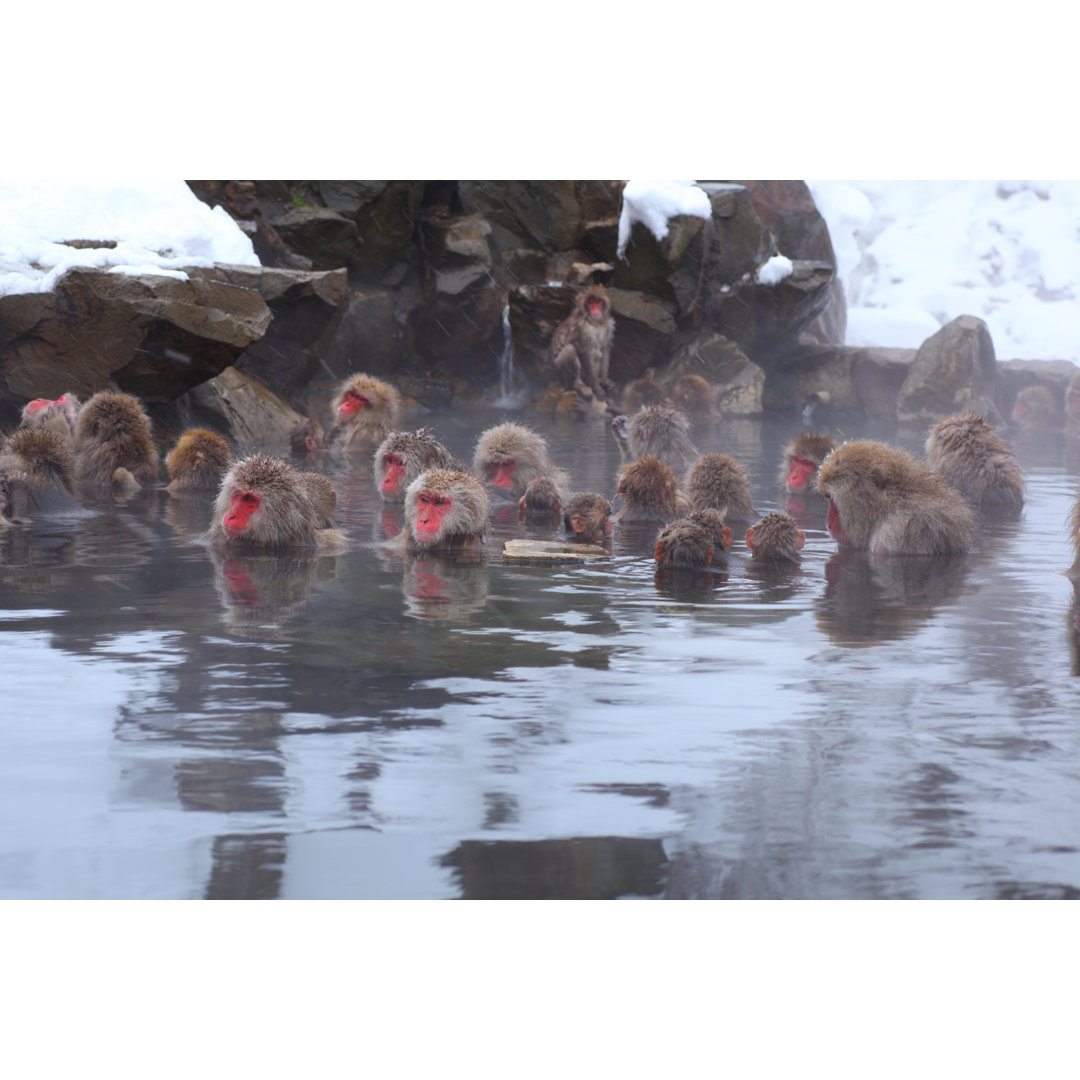 Leinwandbild Monkeys Sitting in a Hot Spring