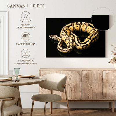 Brampt Female Python Snake