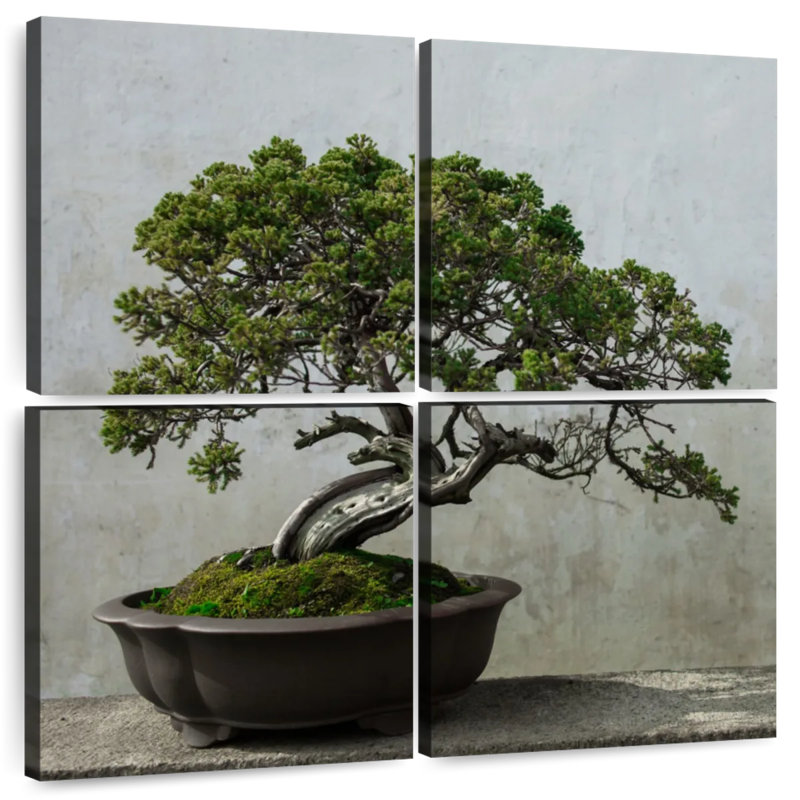 Harnek Pine Tree Bonsai