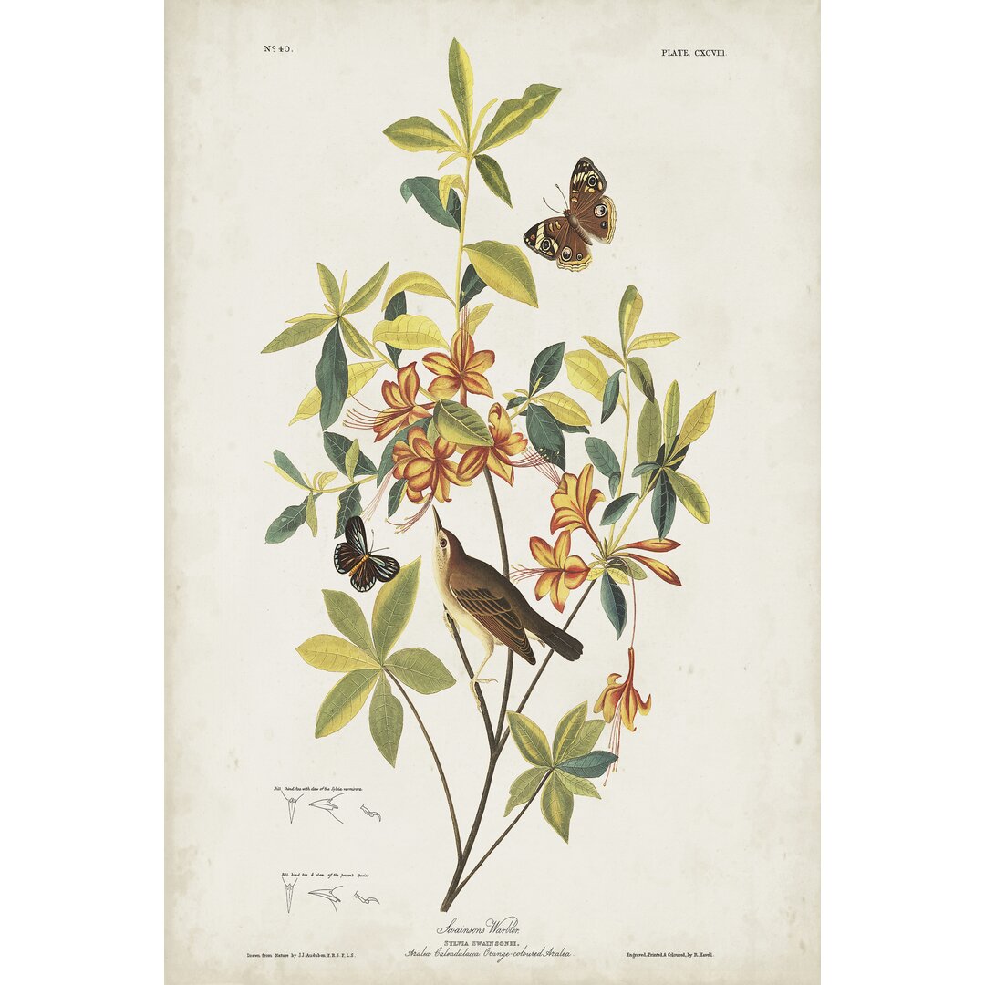 Leinwandbild Pl 198 Swainson's Warbler von John Audubon