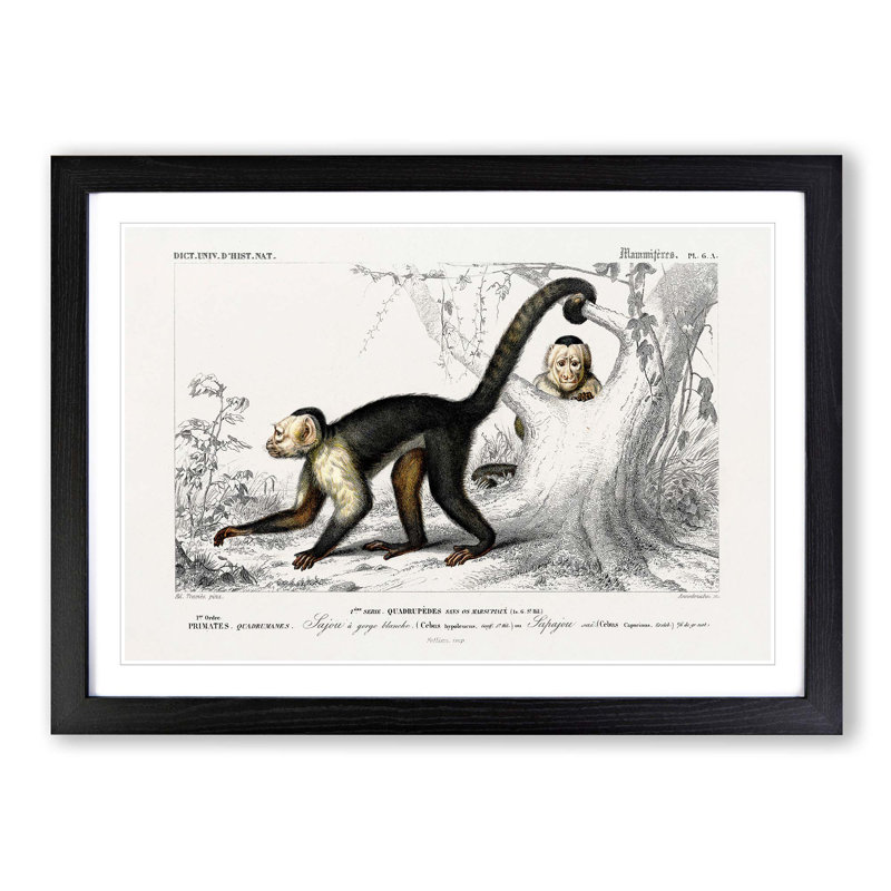 Capuchin Monkeys by Charles d'Orbigny - Picture Frame Painting Print on MDF, 27cm H x 36cm W x 2cm D, Black Framed