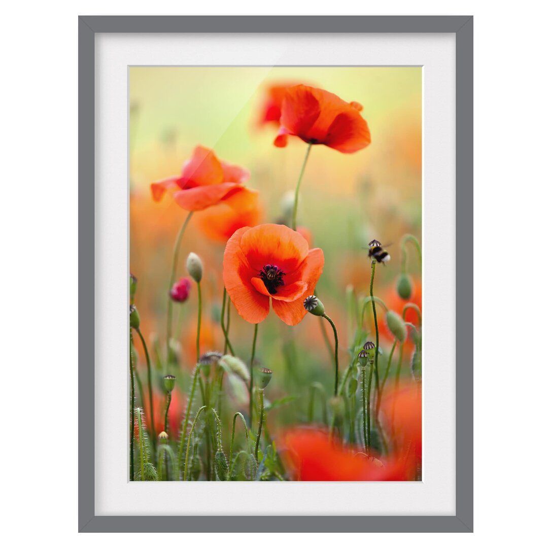 Gerahmter Fotodruck Red Summer Poppy