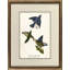 Common Blue Bird Print