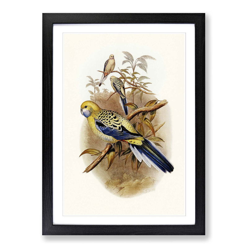 Blue Cheeked Parakeet by Elizabeth Gould - Picture Frame Painting Print, 36cm H x 27cm W x 2cm D, Black Framed