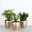 Live Low Light Houseplant Set-70535090