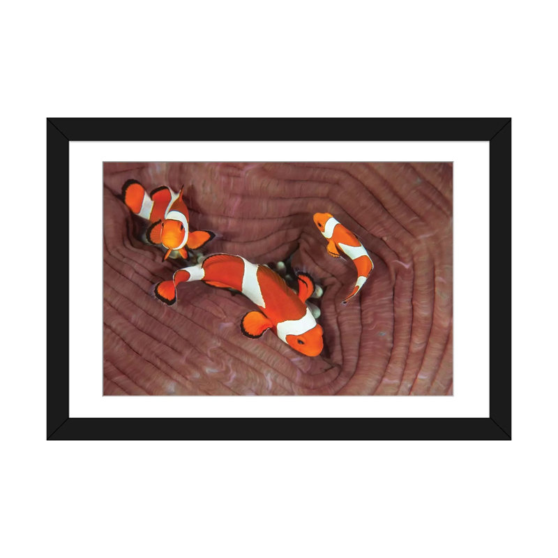 « false clownfishs », impression sur toile, reproduction d’art sur toile, H 16 po x l 24 po x P 1 po, Blanc
