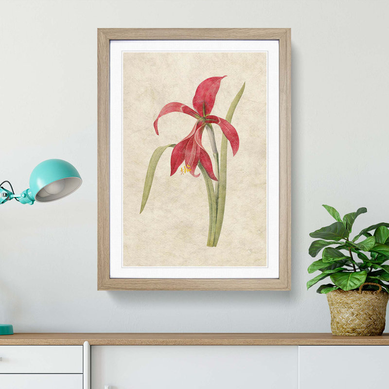 Amaryllis Flower by Pierre-Joseph Redoute - Single Picture Frame Painting, 33cm H x 24cm W x 2cm D, Oak Framed