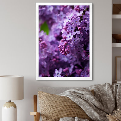 " Purple Lilacs Fragrant Blossoms IV "