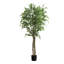 Ficus, plancher, véritable touche, en pot