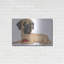 «Mastiff Red Ball» par Danny Gordon-291262796