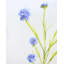 Blue Silk Cornflower 36"