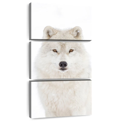 Loup arctique blanc neige