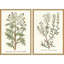 Botanical Plants II Set by Giclee Studio