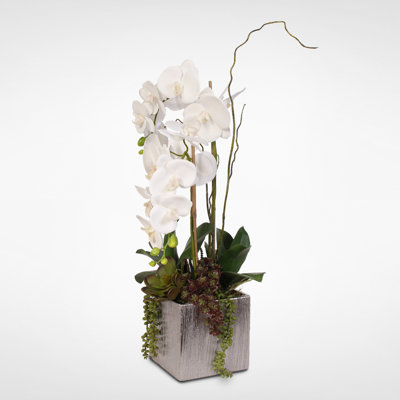 Arrangement floral orchidée Howardine Phalaenopsis en pot