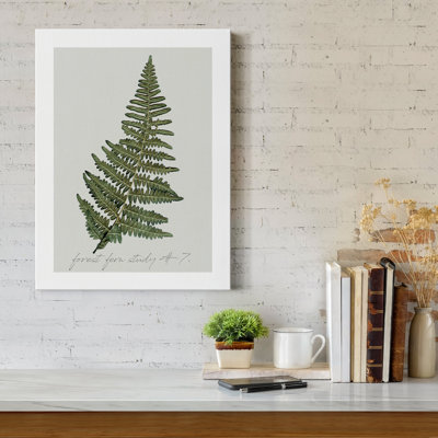 " Fern Studies II "