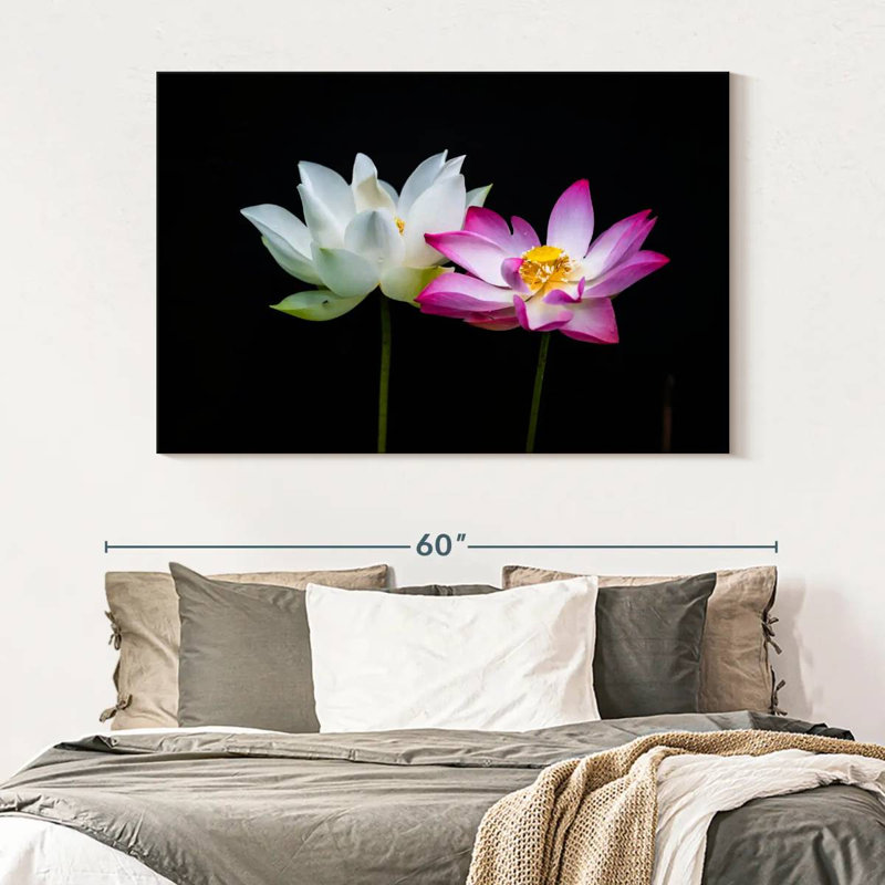 Pink And White Lotus Flowers