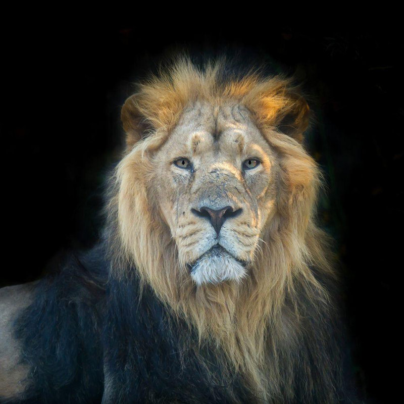 Art sur toile tendue par Corrigan Studio® Frank, Assaf, titré Lion