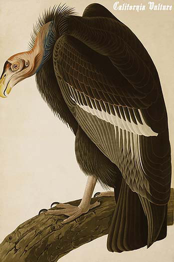 Vulture de californie-impression d’art graphique, H 36 po x l 24 po x P 1,5 po