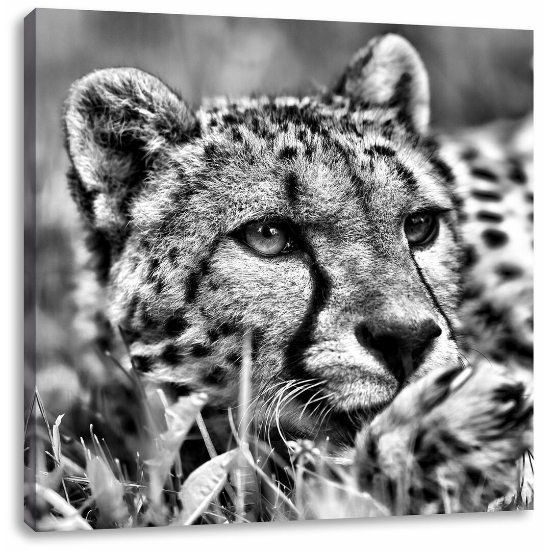 Leinwandbild Gepard im Gras