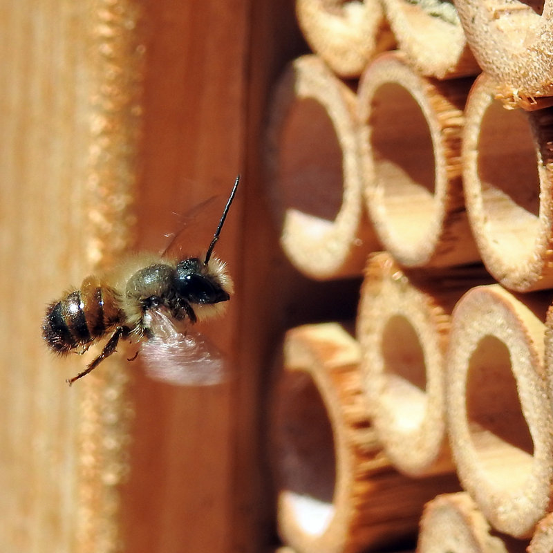 Larique Hanging Insect House