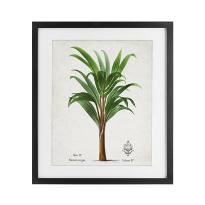 «Palmas Longas Palm Tree», reproduction encadrée sous verre, conception de Val Rhodes