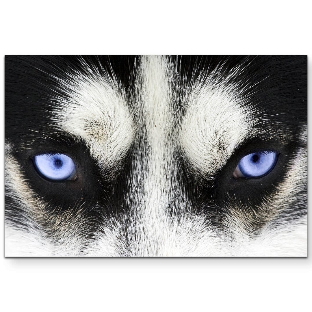 Leinwandbild Strahlend blaue Augen eines Hundes – Nahaufnahme