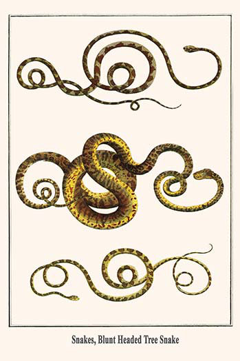 «serpente ", en forme d’arbre pointu" par albertus, impression seba, H 42 po x l 28 po x P 1,5 po