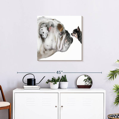 Crowle Bulldog et Chihuahua