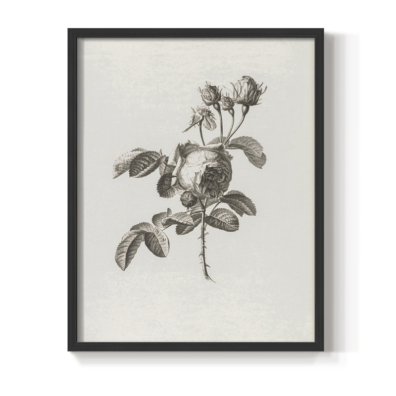 Impression florale vintage encadrée CECXV III - bois massif, Noir, noir, noir, noir, H 21 po x l 17 po
